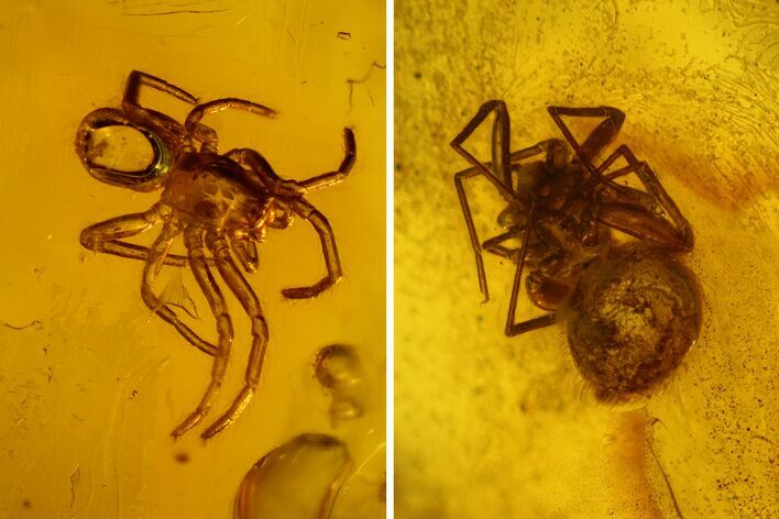 Two Detailed Fossil Spiders (Araneae) in Baltic Amber #139029